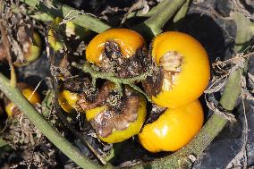 Tomato Blight Ravages A Tomato Crop In Canada