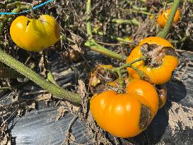 Tomato Blight Ravages A Tomato Crop In Canada