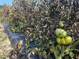 Tomato Blight Ravages A Tomato Crop In Canada