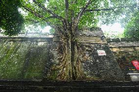 Trees Roots Deep Into The Brick Cracks of the Ancient City wall in Nanning