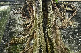 Trees Roots Deep Into The Brick Cracks of the Ancient City wall in Nanning