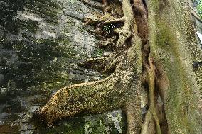 Trees Roots Deep Into The Brick Cracks of the Ancient City wall in Nanning