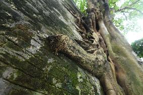 Trees Roots Deep Into The Brick Cracks of the Ancient City wall in Nanning