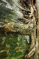 Trees Roots Deep Into The Brick Cracks of the Ancient City wall in Nanning