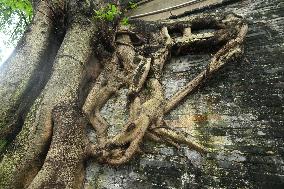 Trees Roots Deep Into The Brick Cracks of the Ancient City wall in Nanning