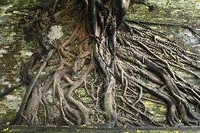 Trees Roots Deep Into The Brick Cracks of the Ancient City wall in Nanning