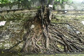 Trees Roots Deep Into The Brick Cracks of the Ancient City wall in Nanning