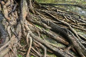 Trees Roots Deep Into The Brick Cracks of the Ancient City wall in Nanning