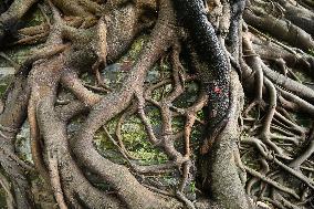 Trees Roots Deep Into The Brick Cracks of the Ancient City wall in Nanning