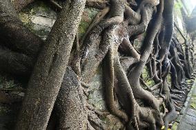 Trees Roots Deep Into The Brick Cracks of the Ancient City wall in Nanning