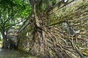 Trees Roots Deep Into The Brick Cracks of the Ancient City wall in Nanning