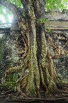 Trees Roots Deep Into The Brick Cracks of the Ancient City wall in Nanning