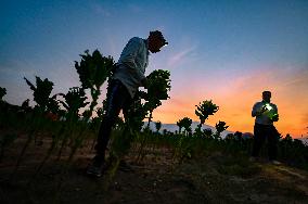 Tobacco Leaves Pick - North Macedonia