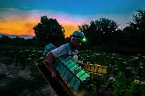 Tobacco Leaves Pick - North Macedonia