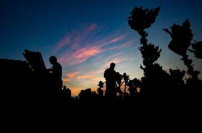 Tobacco Leaves Pick - North Macedonia