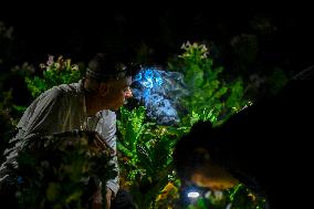 Tobacco Leaves Pick - North Macedonia