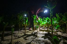 Tobacco Leaves Pick - North Macedonia