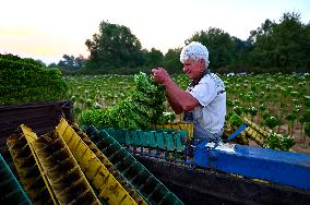 Tobacco Leaves Pick - North Macedonia