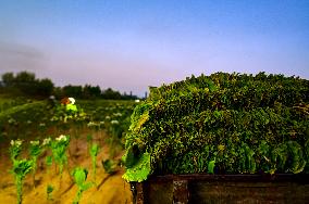 Tobacco Leaves Pick - North Macedonia