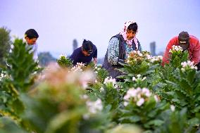 Tobacco Leaves Pick - North Macedonia