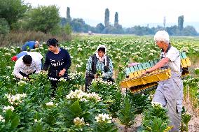 Tobacco Leaves Pick - North Macedonia