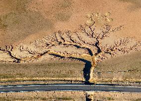 Tree Shape in Nagqu