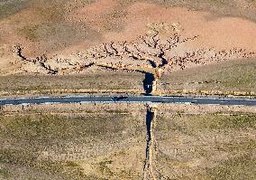 Tree Shape in Nagqu