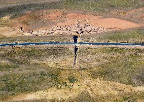 Tree Shape in Nagqu