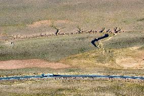 Tree Shape in Nagqu