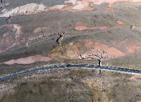 Tree Shape in Nagqu