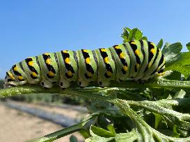 Black Swallowtail Butterfly Caterpillar