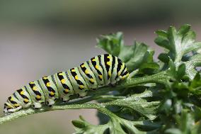 Black Swallowtail Butterfly Caterpillar