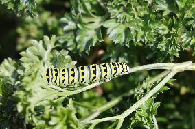 Black Swallowtail Butterfly Caterpillar