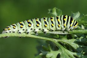 Black Swallowtail Butterfly Caterpillar