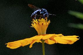 Rare blue bee in western Japan