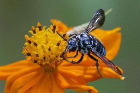 Rare blue bee in western Japan