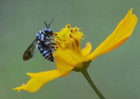 Rare blue bee in western Japan