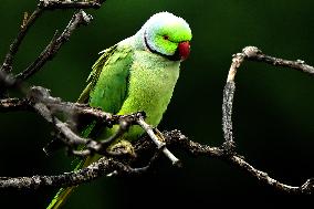 A Parrot Perches On A Tree - India