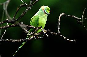 A Parrot Perches On A Tree - India