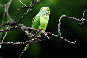 A Parrot Perches On A Tree - India