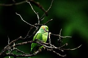 A Parrot Perches On A Tree - India