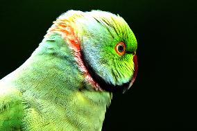 A Parrot Perches On A Tree - India