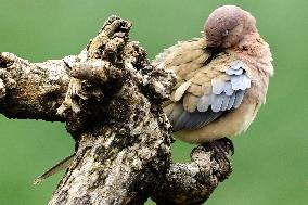 A Laughing Dove Perches On A Tree - India