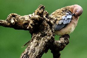 A Laughing Dove Perches On A Tree - India