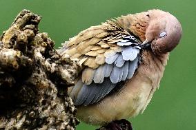 A Laughing Dove Perches On A Tree - India