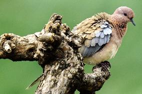 A Laughing Dove Perches On A Tree - India