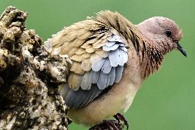 A Laughing Dove Perches On A Tree - India