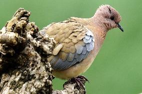 A Laughing Dove Perches On A Tree - India