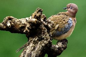 A Laughing Dove Perches On A Tree - India