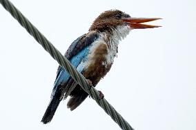 A Kingfisher Sits On A Wire - India